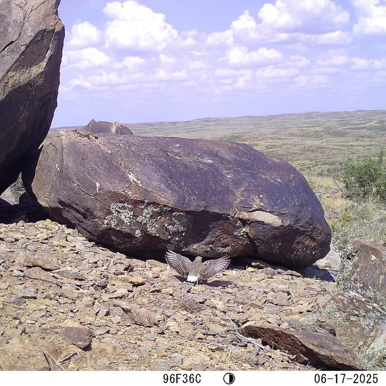A photograph of a Pallas's cat from Koshkar [new] camera trap