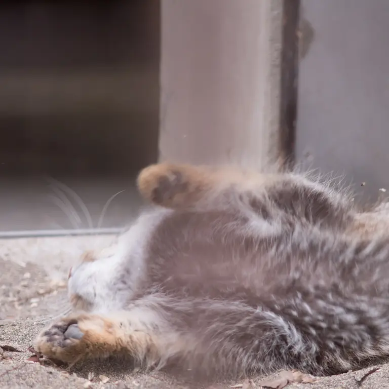 A photograph of Figa in Nogeyama Zoo