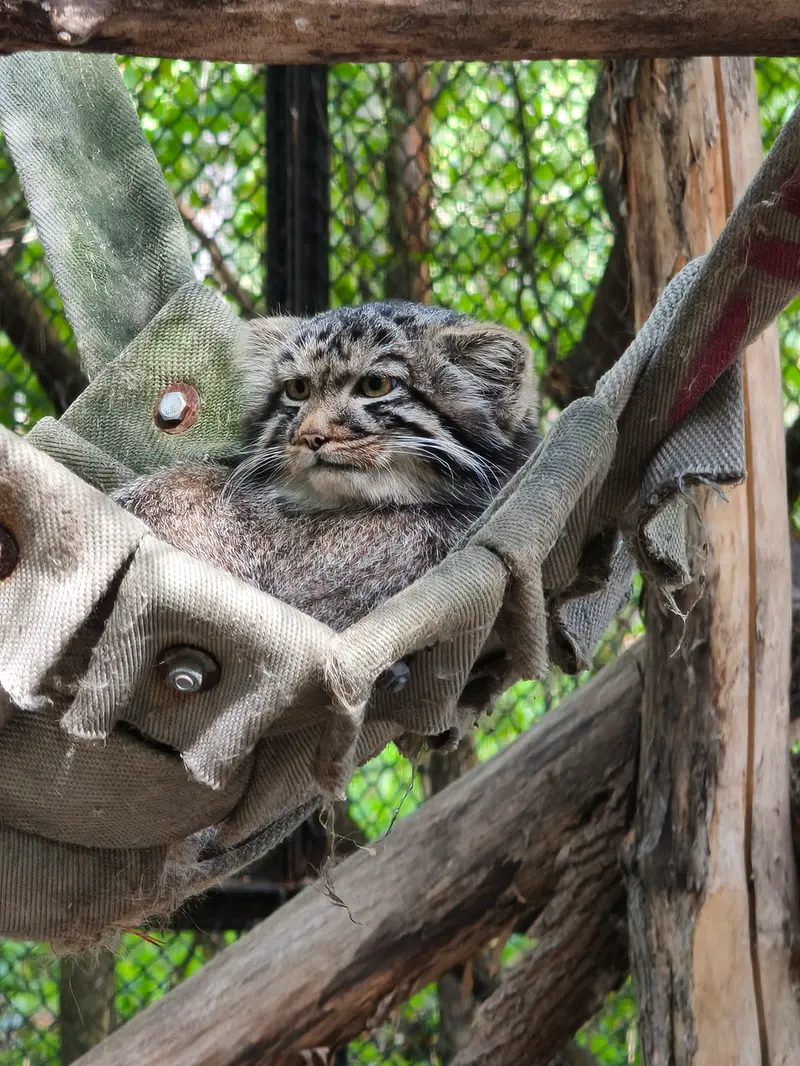A photograph of a Pallas's cat in Novosibirsk Zoo