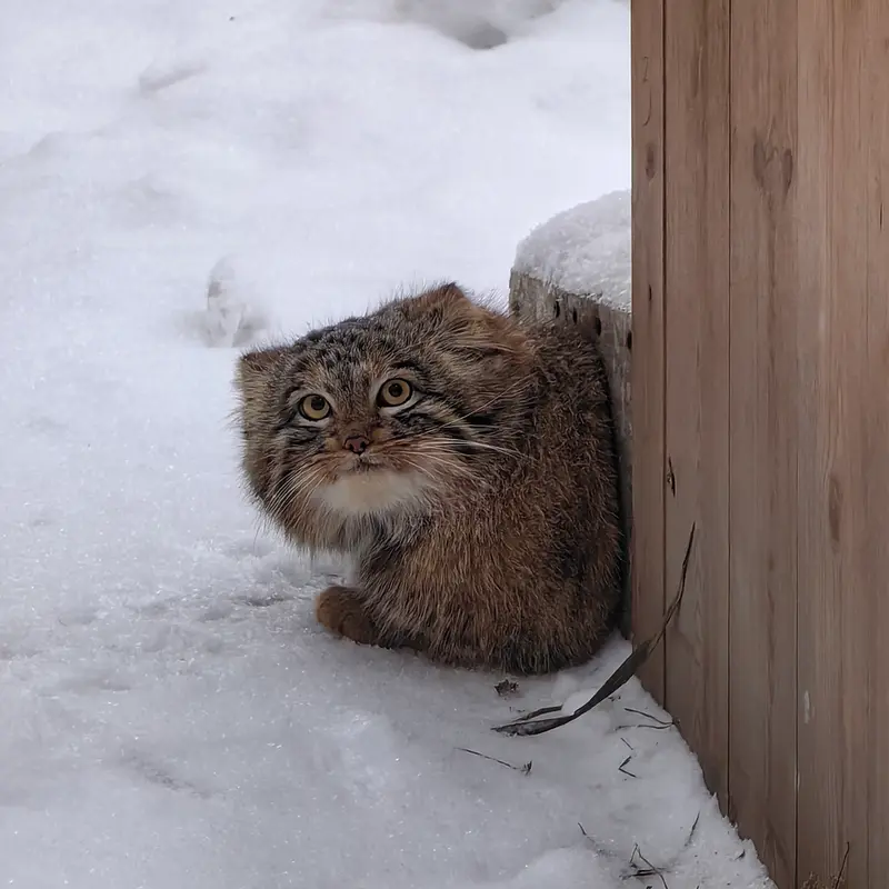A photograph of Son of Snezhinka b.2025 Ⅲ in Novosibirsk Zoo