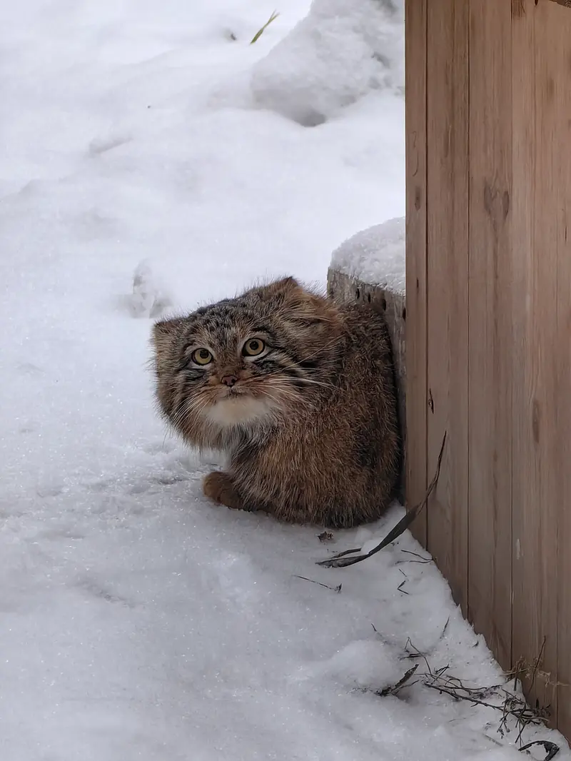 A photograph of Son of Snezhinka b.2025 Ⅲ in Novosibirsk Zoo