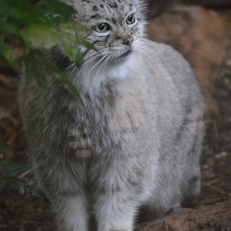 A photograph of Red in Cheyenne Mountain Zoo