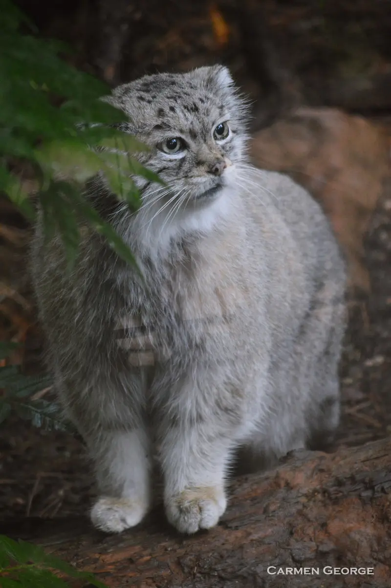 A photograph of Red in Cheyenne Mountain Zoo