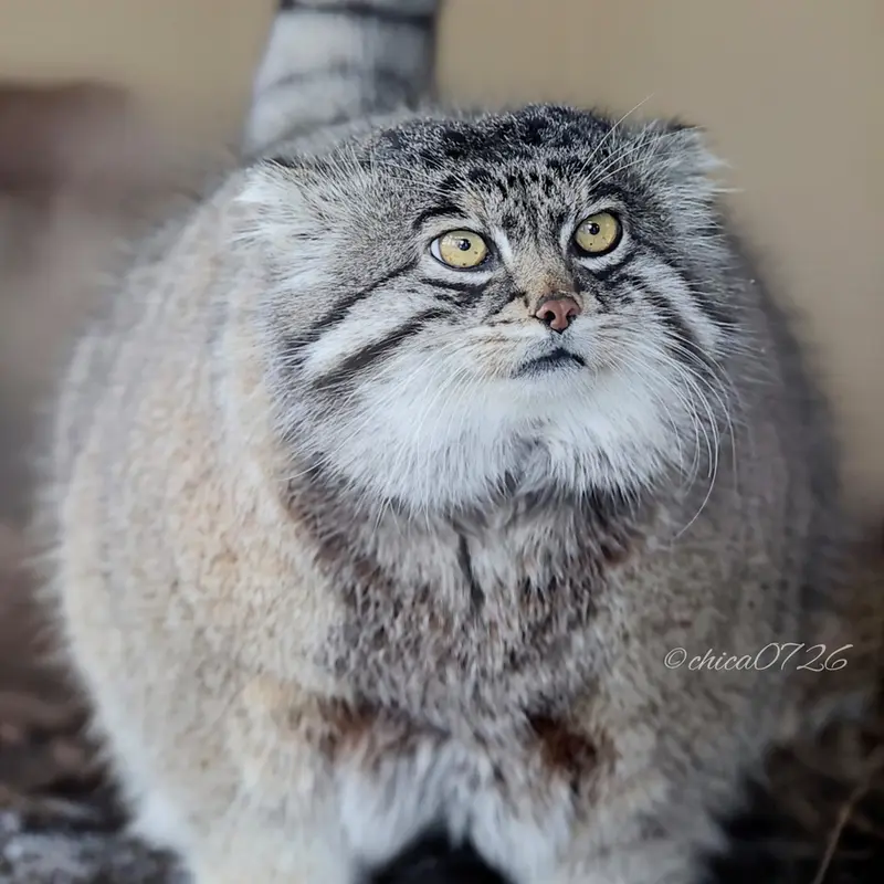 A photograph of Grusha in Asahiyama Zoo