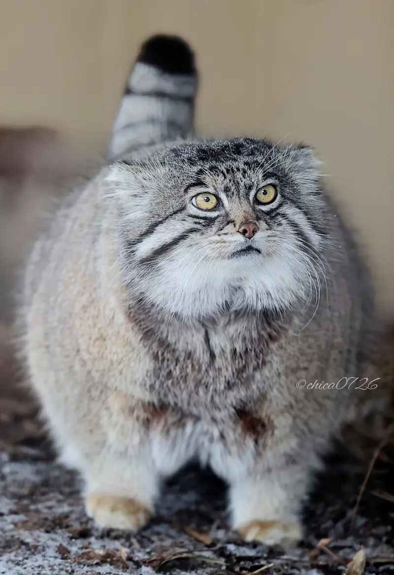 A photograph of Grusha in Asahiyama Zoo