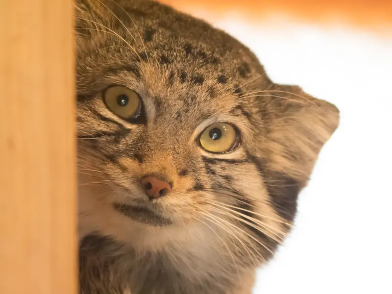 A photograph of Oto in Saitama Children's Zoo