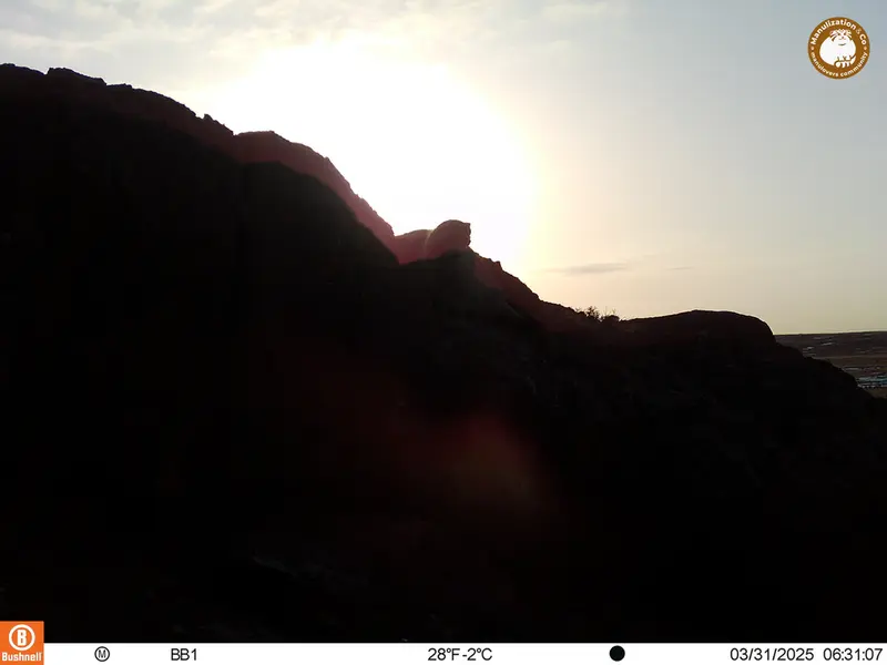 A photograph of Otocolobus manul manul from Aktas-Kunkora camera trap