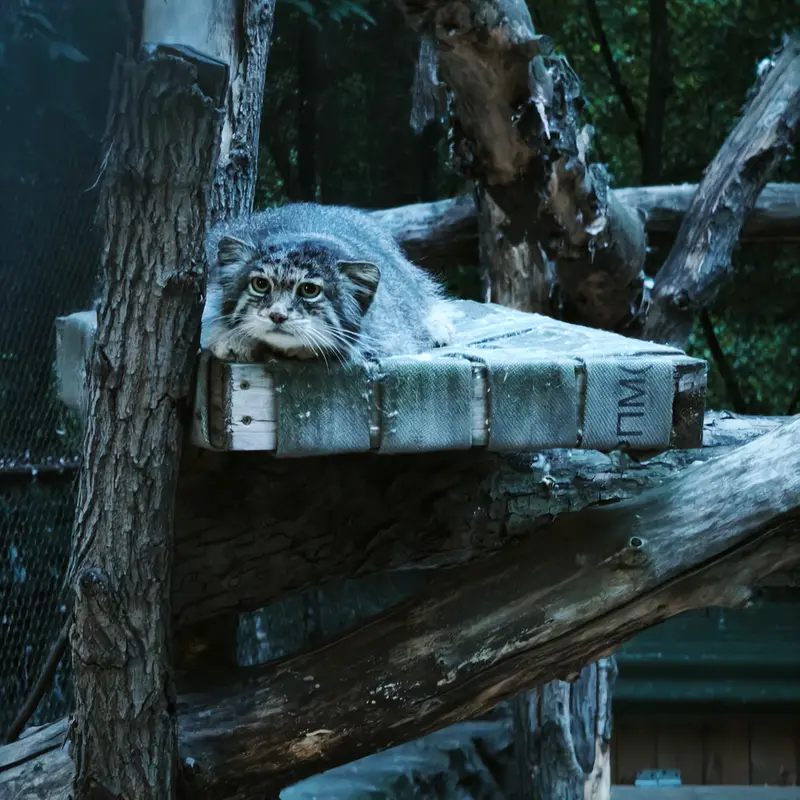 A photograph of Mia in Novosibirsk Zoo