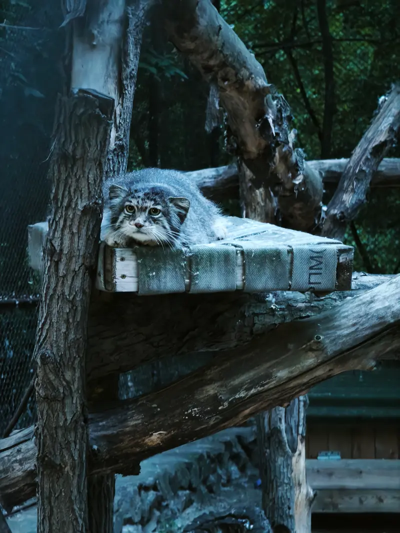 A photograph of Mia in Novosibirsk Zoo