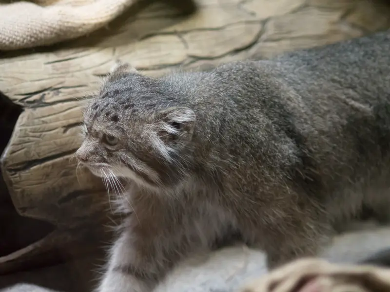 A photograph of Klyon in Ueno Zoological Gardens