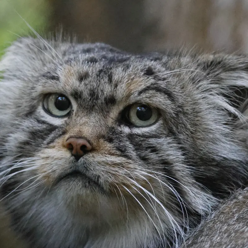 A photograph of George in Novosibirsk Zoo