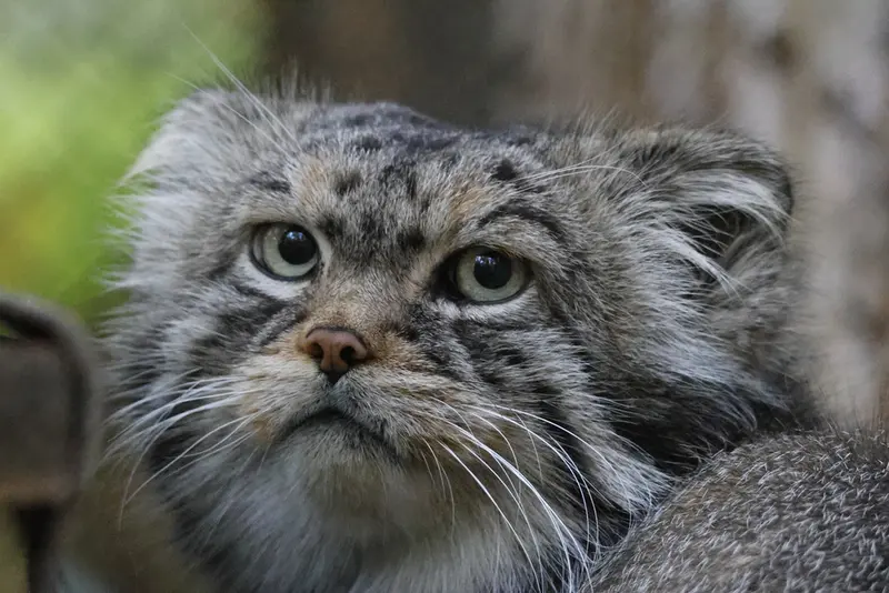 A photograph of George in Novosibirsk Zoo