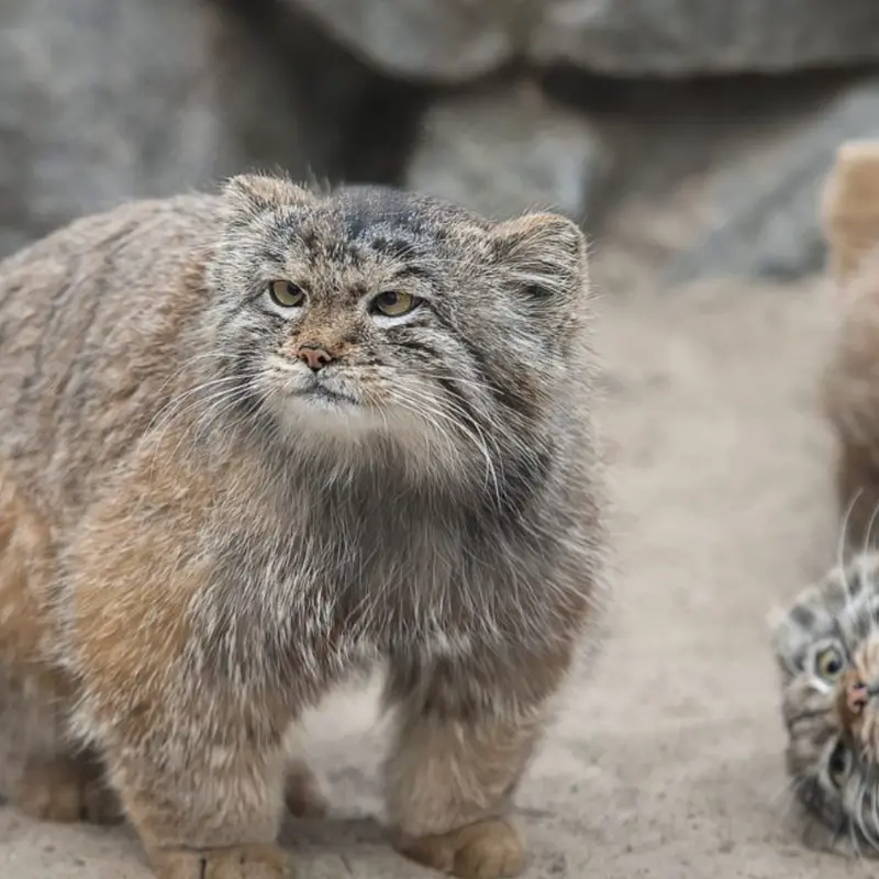 A photograph of Pema and Nox in Calgary Zoo / Wilder Institute