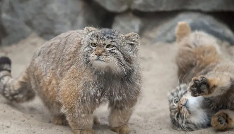 A photograph of Pema and Nox in Calgary Zoo / Wilder Institute