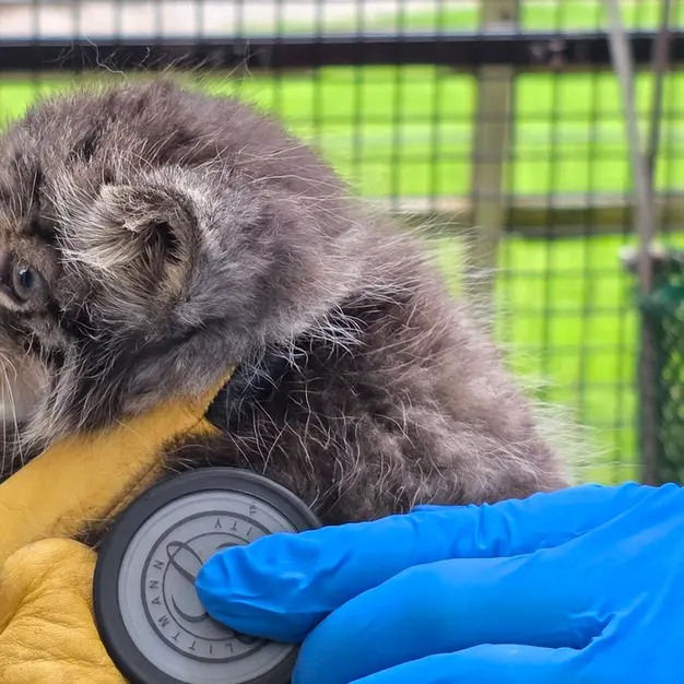 A photograph of a Pallas's cat in Niabi Zoo