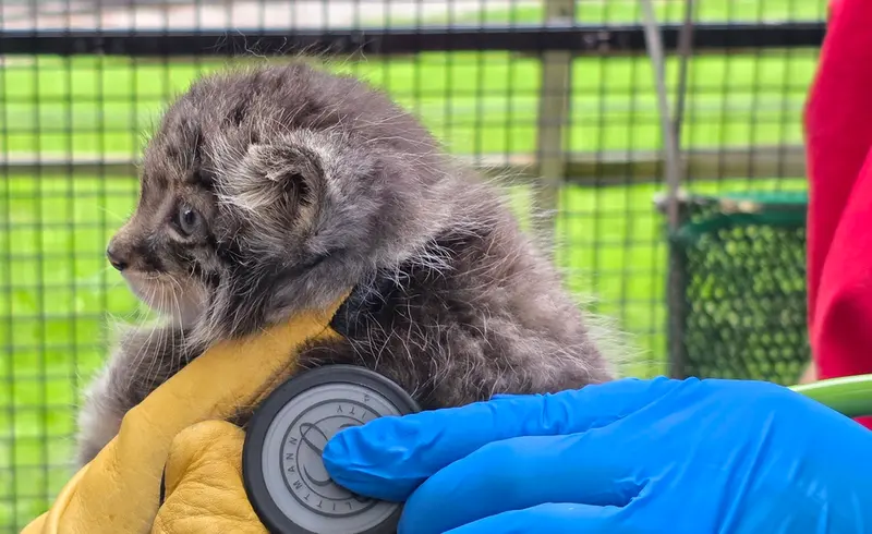 A photograph of a Pallas's cat in Niabi Zoo