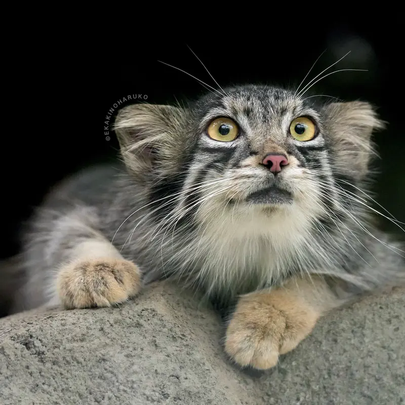 A photograph of Oto in Kobe Animal Kingdom