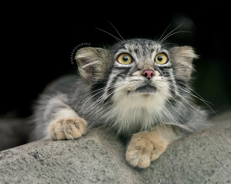 A photograph of Oto in Kobe Animal Kingdom