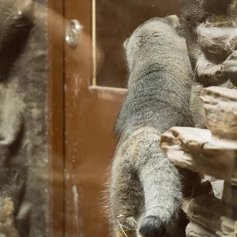 A photograph of Klyon in Ueno Zoological Gardens