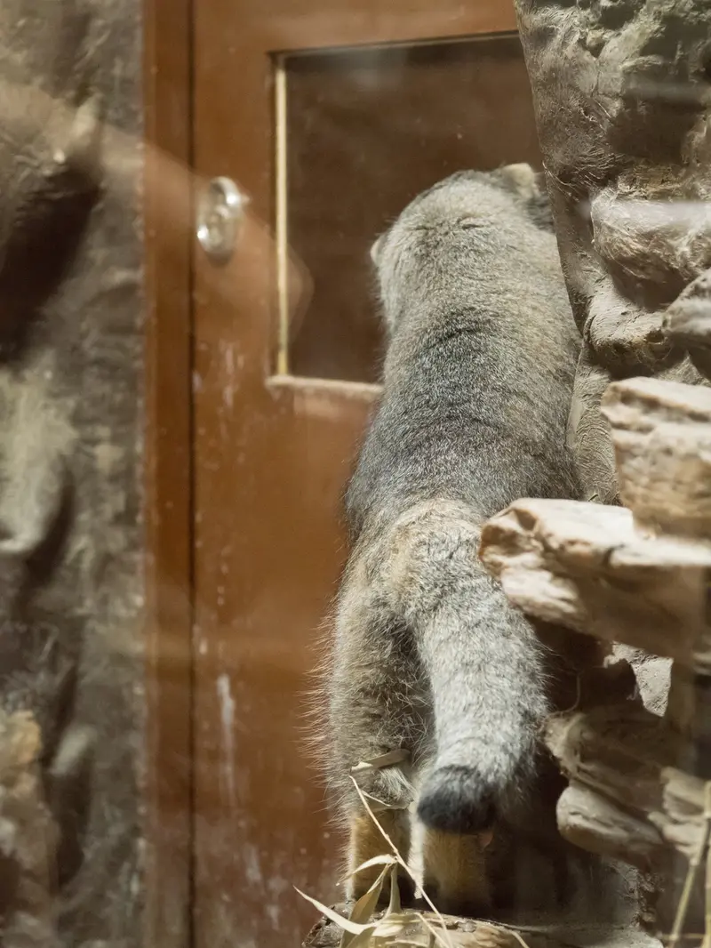 A photograph of Klyon in Ueno Zoological Gardens