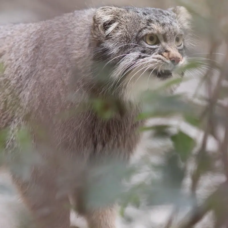 A photograph of Figa in Nogeyama Zoo