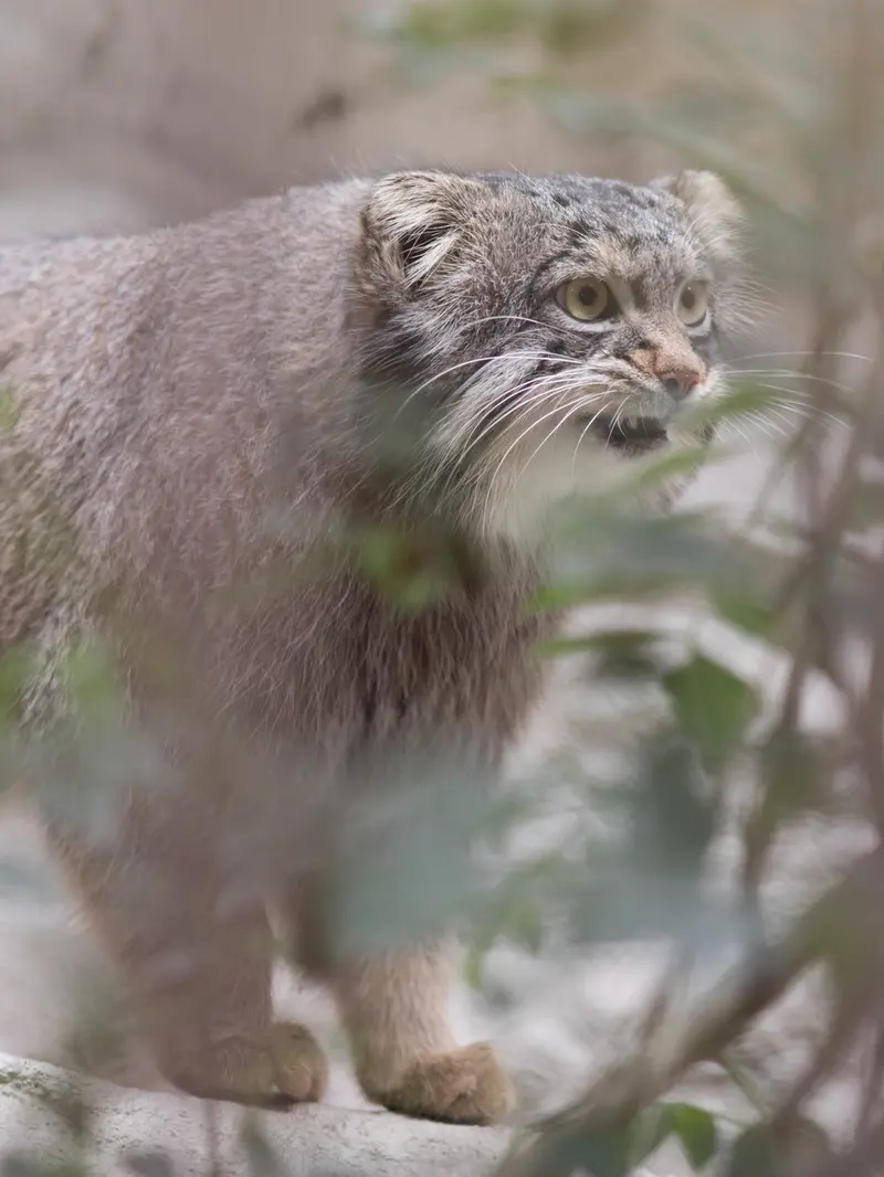 A photograph of Figa in Nogeyama Zoo