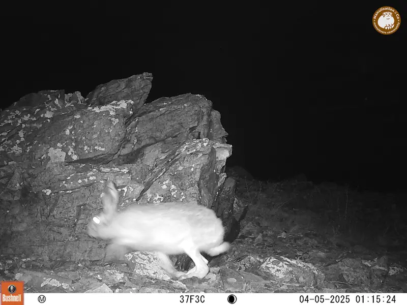 A photograph of Hare from Karashoky camera trap