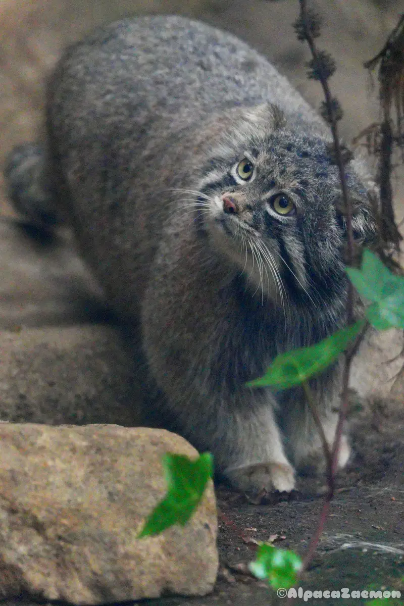 A photograph of Nar in Kobe Animal Kingdom