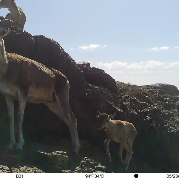 A photograph of Argali from Aktas-Kunkora camera trap