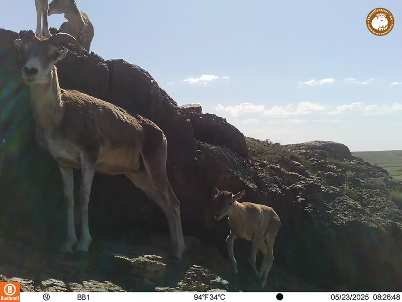 A photograph of Argali from Aktas-Kunkora camera trap