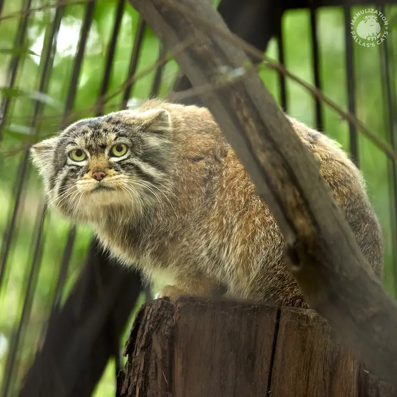 A photograph of Boris in Novosibirsk Zoo