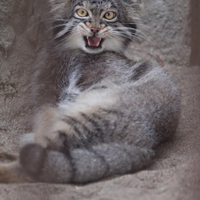 A photograph of Figa in Nogeyama Zoo