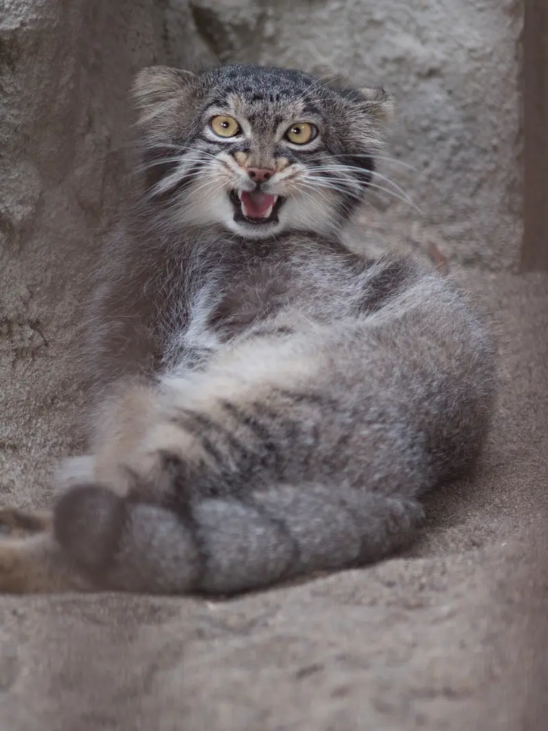 A photograph of Figa in Nogeyama Zoo
