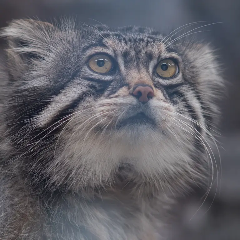 A photograph of Grusha in Asahiyama Zoo