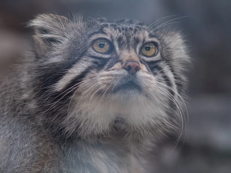 A photograph of Grusha in Asahiyama Zoo