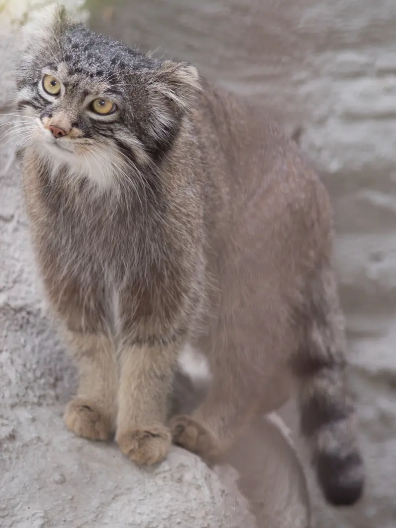 A photograph of Figa in Nogeyama Zoo