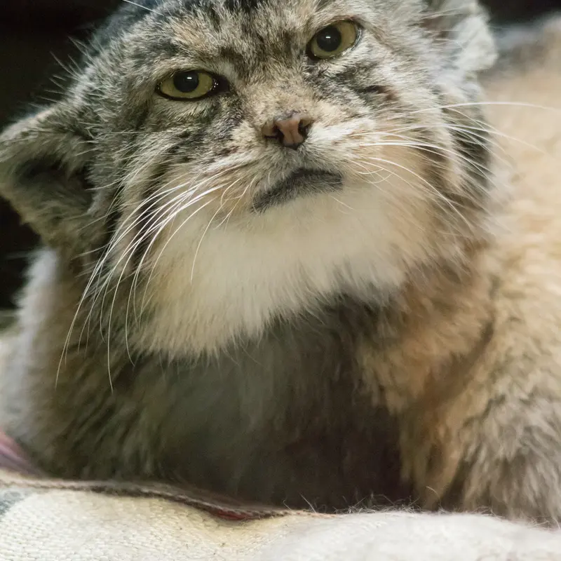 A photograph of Primula in Ueno Zoological Gardens