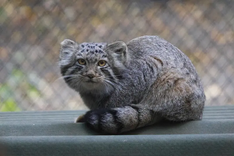 A photograph of a Pallas's cat in Novosibirsk Zoo