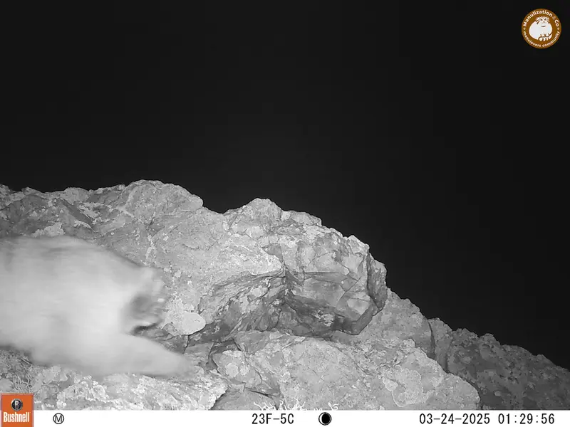 A photograph of Otocolobus manul manul from Besshoky 1 camera trap