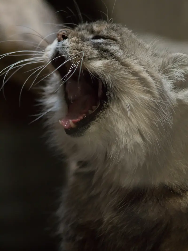 A photograph of Primula in Ueno Zoological Gardens