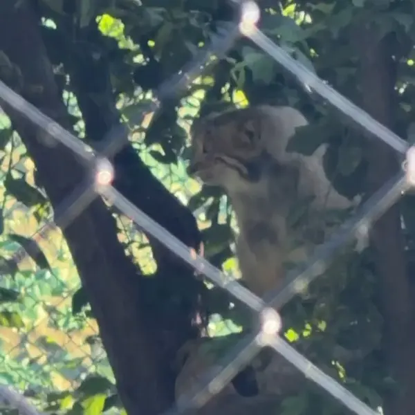 A photograph of a Pallas's cat in Yerevan Zoo