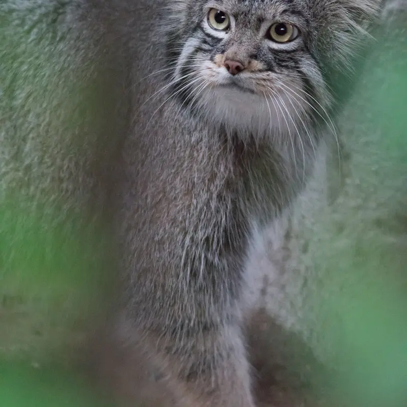 A photograph of Figa in Nogeyama Zoo