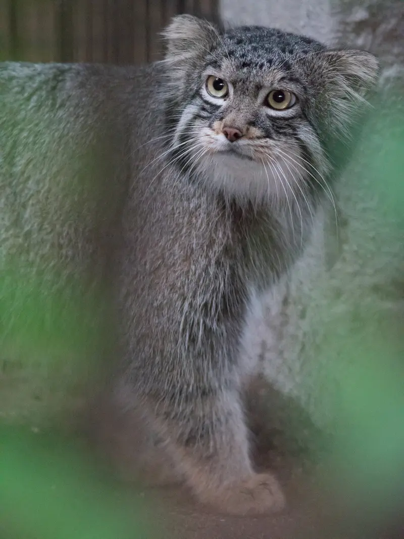 A photograph of Figa in Nogeyama Zoo