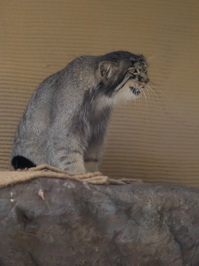 A photograph of Hide in Asahiyama Zoo