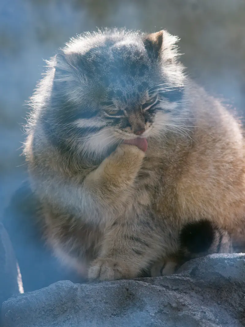 A photograph of Grusha in Asahiyama Zoo