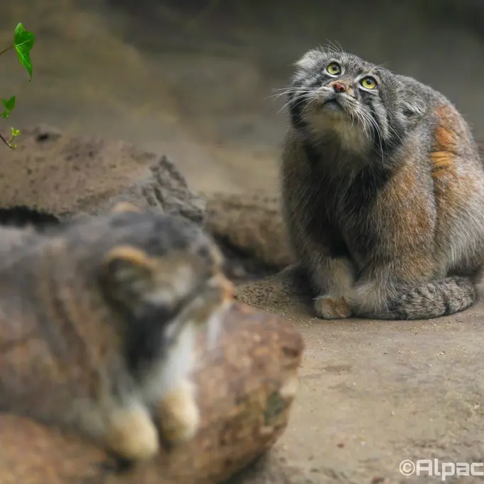 A photograph of Az in Kobe Animal Kingdom