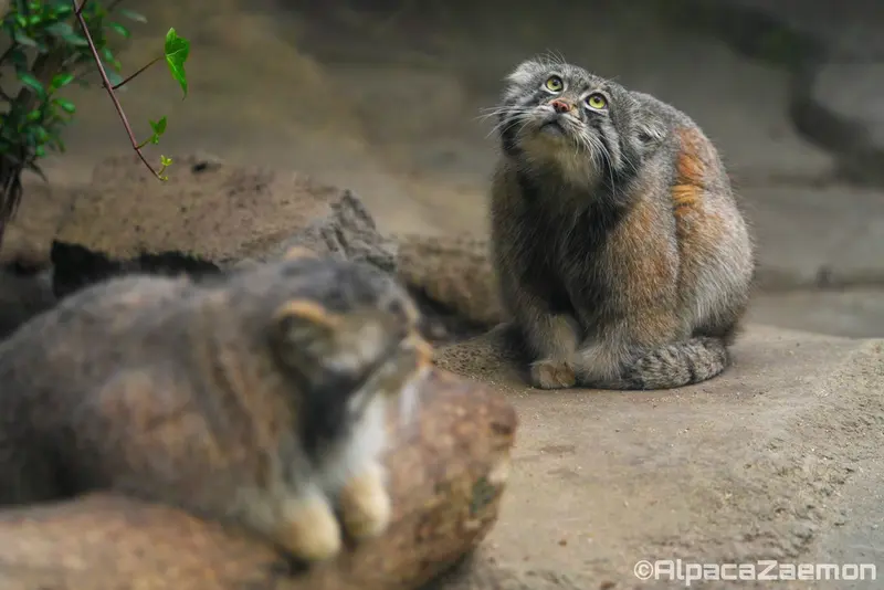 A photograph of Az and Nar in Kobe Animal Kingdom