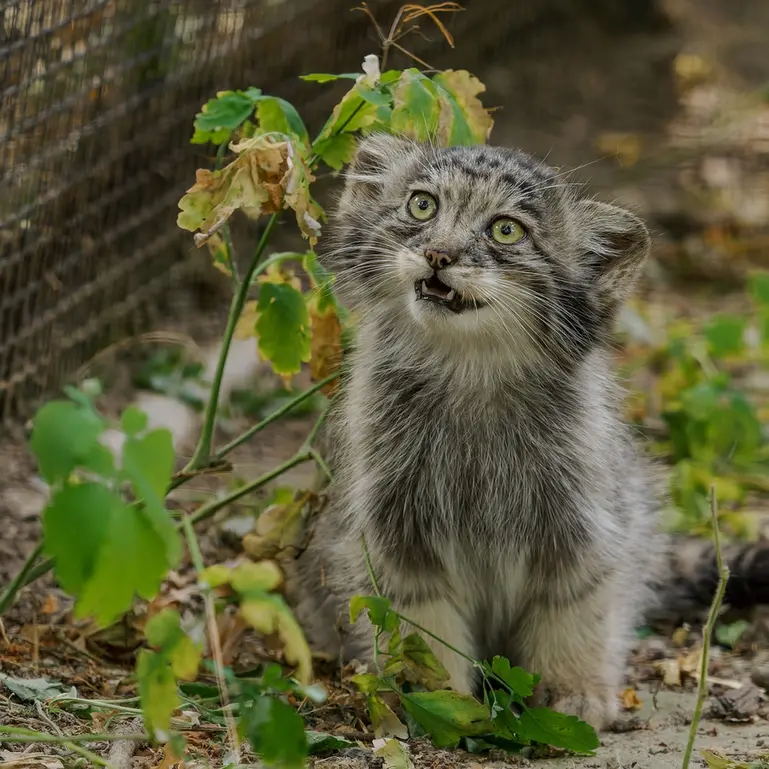 A photograph of a Pallas's cat in Brno Zoo