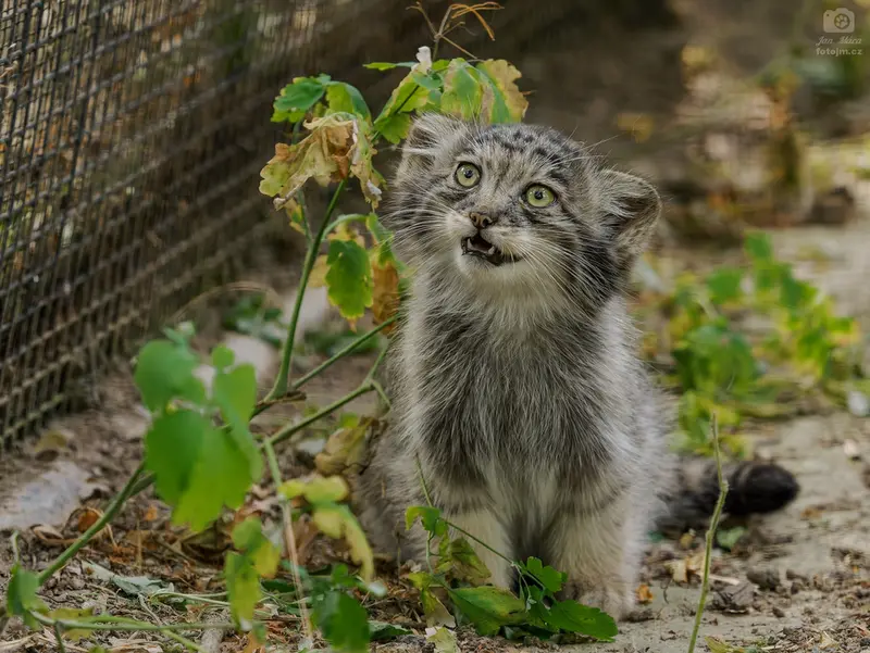 A photograph of a Pallas's cat in Brno Zoo