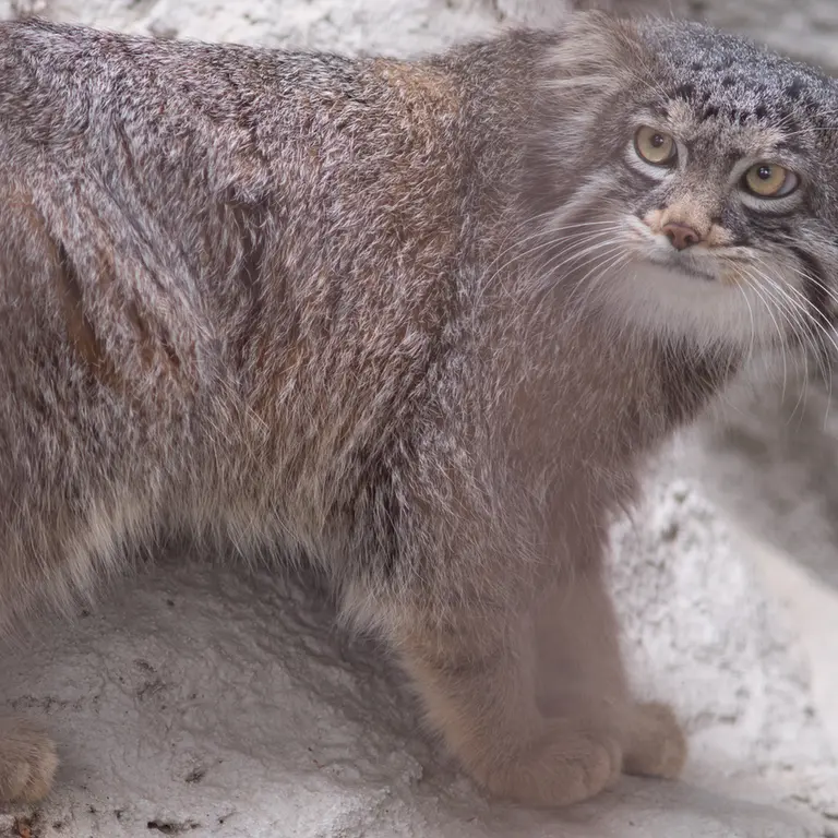 A photograph of Figa in Nogeyama Zoo